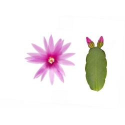 Thor-Erica    -flowering plant in 9cm container-